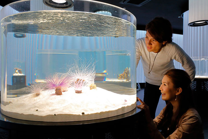 生きているミュージアム「NIFREL（ニフレル）」