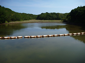 堤防内の沿岸休耕地