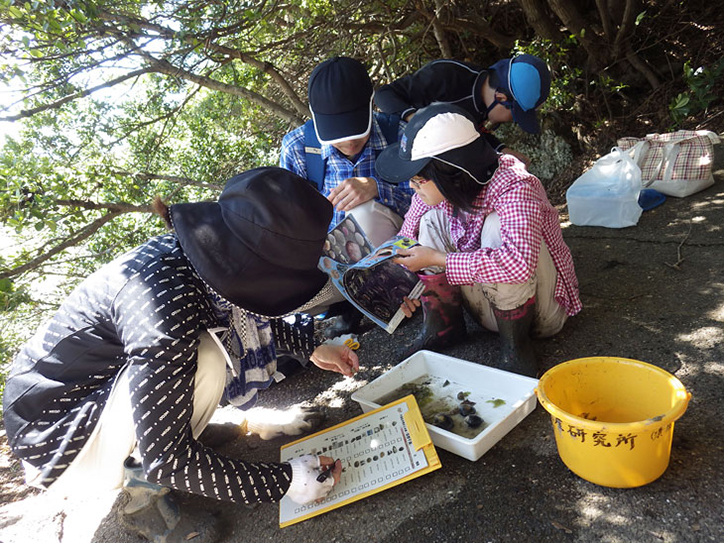 生き物の分類と名前の確認