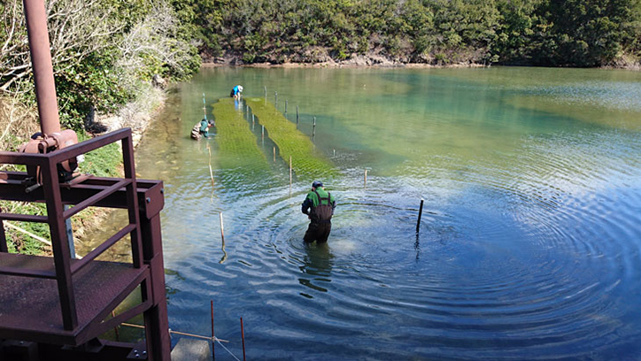 再生干潟にアオサノリの網を張る様子