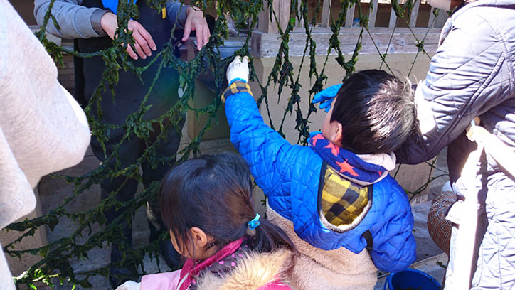 網についたアオサノリを手摘みします