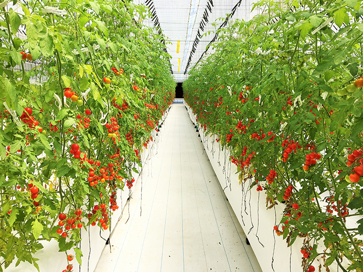 三交ハレノヒファーム