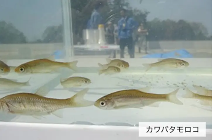 カワバタモロコ