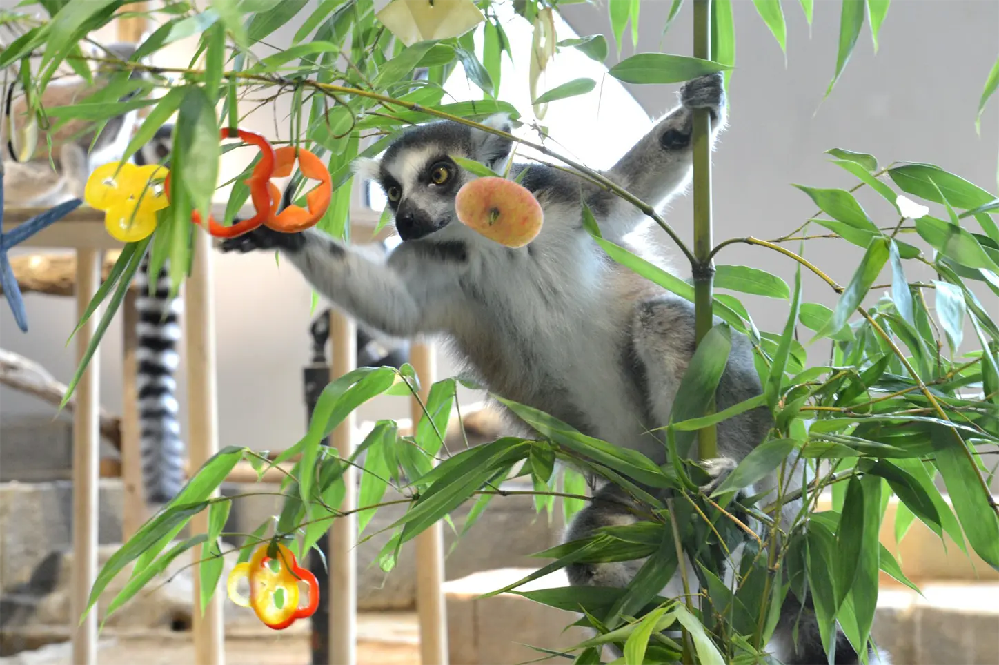 イズミヤの野菜を食べるワオキツネザル
