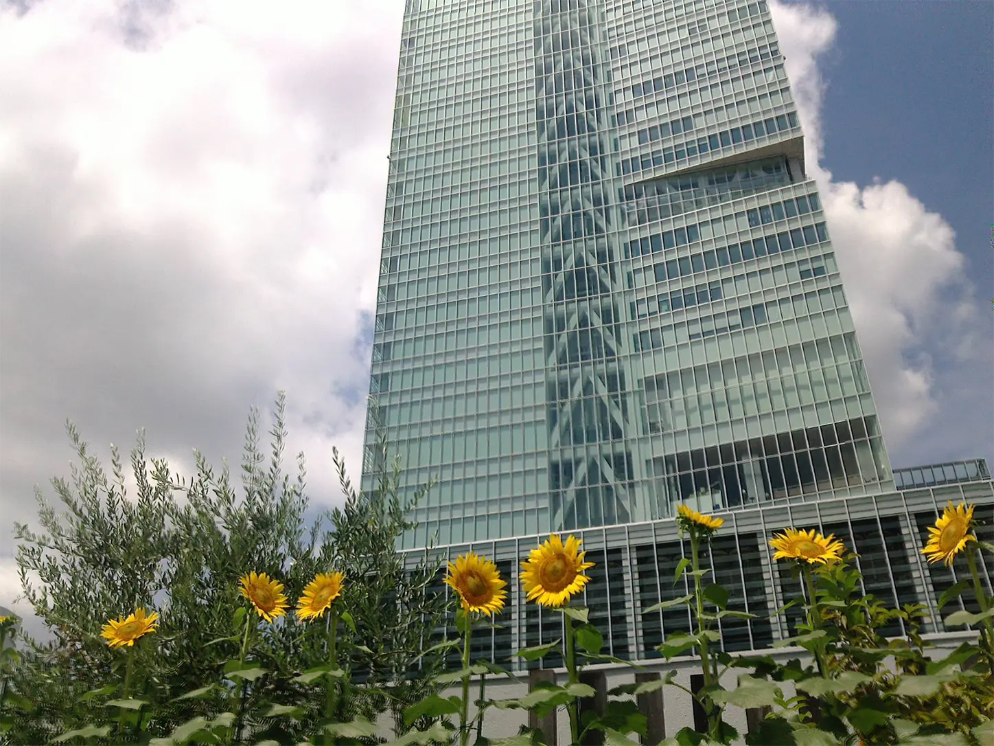 ひまわり架け橋プロジェクト