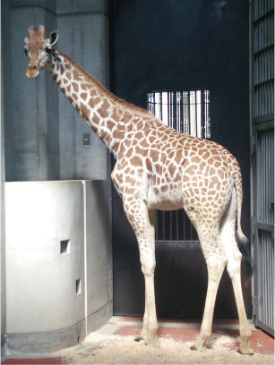 キリン「ハルカス」ちゃん