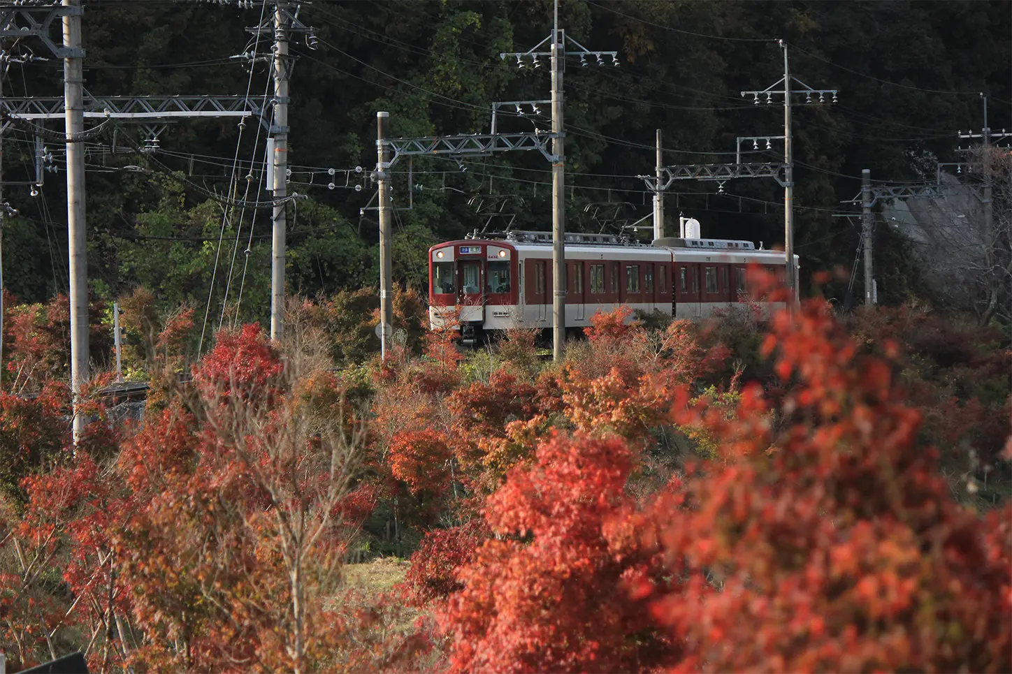 モミジの植樹（福神駅）