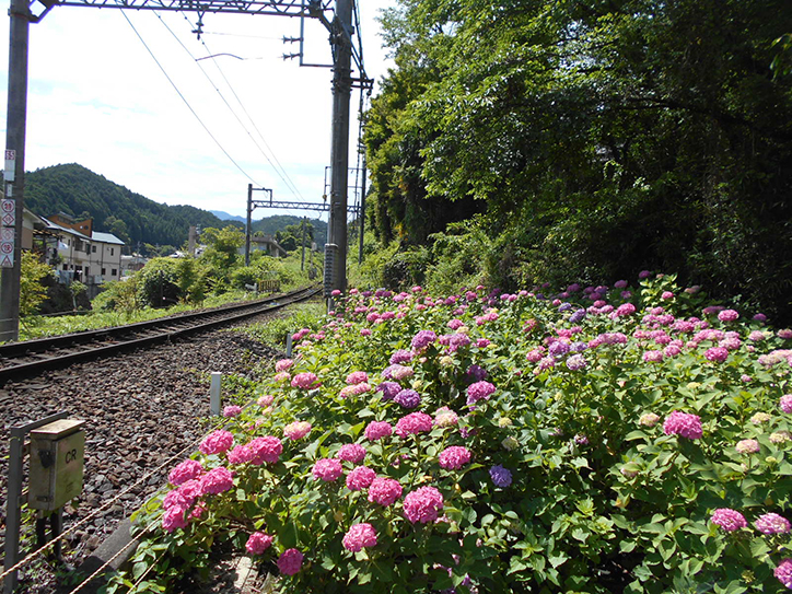 アジサイの植樹（吉野神宮駅）