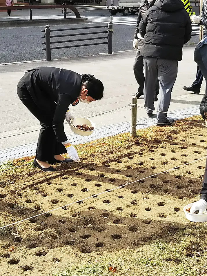 チューリップ球根植えの様子