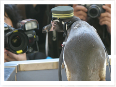 ペンギン駅長